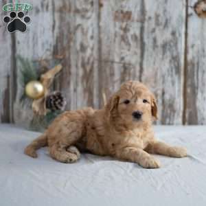 Gilmore, Mini Goldendoodle Puppy